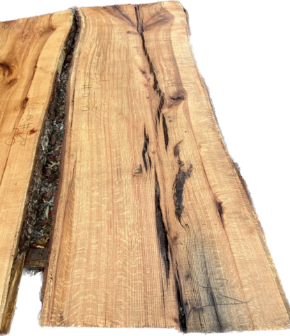 Red Oak #5