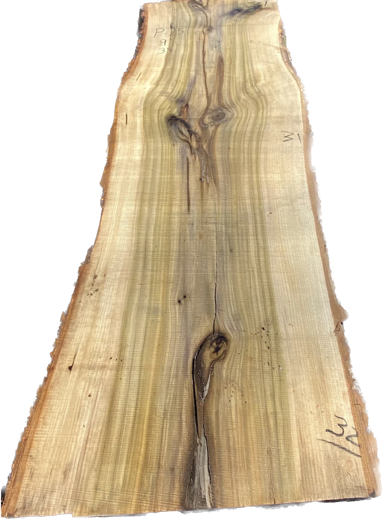 Poplar #16